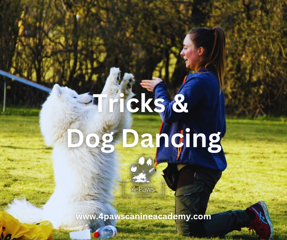 tricks og dog dancing hold