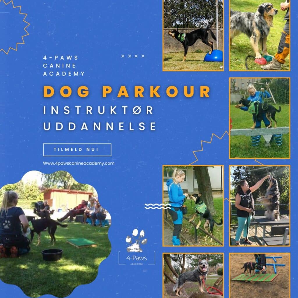 bliv dog parkour instruktør