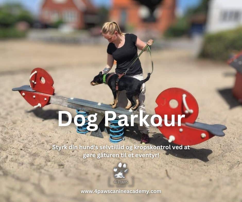 dog parkour hold